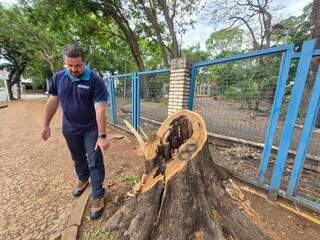 Trecho da Ernesto Geisel foi interditado para remoção de 12 árvores  Trecho da Ernesto Geisel foi interditado para remoção de 12 árvores