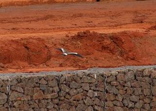 Obras sem fim prejudicam água, mas espécies teimam em sobreviver no Anhanduí Obras sem fim prejudicam água, mas espécies teimam em sobreviver no Anhanduí
