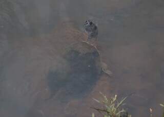 Obras sem fim prejudicam água, mas espécies teimam em sobreviver no Anhanduí Obras sem fim prejudicam água, mas espécies teimam em sobreviver no Anhanduí
