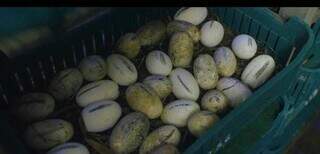 Sustentável e tecnológica, produção de jacaré do Pantanal entra em menu famoso Sustentável e tecnológica, produção de jacaré do Pantanal entra em menu famoso