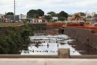Obras sem fim prejudicam água, mas espécies teimam em sobreviver no Anhanduí Obras sem fim prejudicam água, mas espécies teimam em sobreviver no Anhanduí