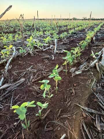 Chuvas irregulares atrasam plantio e afetam início das lavouras de soja em MS