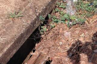 Prefeitura nega colônia de escorpiões e diz que animais são "coleção" de morador Prefeitura nega colônia de escorpiões e diz que animais são "coleção" de morador