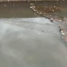 Obras sem fim prejudicam &aacute;gua, mas esp&eacute;cies teimam em sobreviver no Anhandu&iacute;