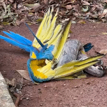 Arara monitorada há cinco anos vira presa de jiboia no Parque dos Poderes Arara monitorada há cinco anos vira presa de jiboia no Parque dos Poderes