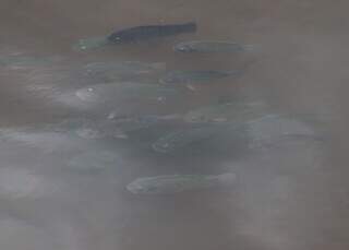 Obras sem fim prejudicam água, mas espécies teimam em sobreviver no Anhanduí Obras sem fim prejudicam água, mas espécies teimam em sobreviver no Anhanduí