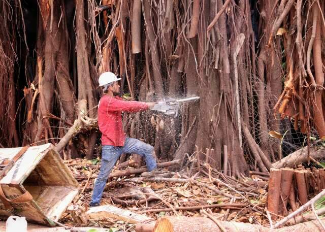 &Aacute;rvore que preocupava moradores h&aacute; sete anos &eacute; retirada na Vila Ipiranga
