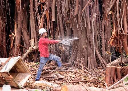 Árvore que preocupava moradores há sete anos é retirada na Rua Sertãozinho Árvore que preocupava moradores há sete anos é retirada na Rua Sertãozinho