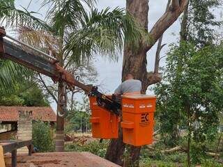 Trecho da Ernesto Geisel foi interditado para remoção de 12 árvores  Trecho da Ernesto Geisel foi interditado para remoção de 12 árvores