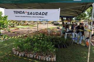 Em homenagem aos finados, mudas de árvores são distribuídas em três cemitérios Em homenagem aos finados, mudas de árvores são distribuídas em três cemitérios