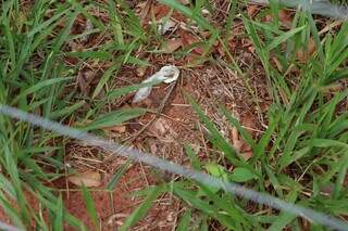 Parque dos Poderes vira palco de baderna e amanhece tomado por lixo