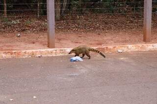 Parque dos Poderes vira palco de baderna e amanhece tomado por lixo Parque dos Poderes vira palco de baderna e amanhece tomado por lixo