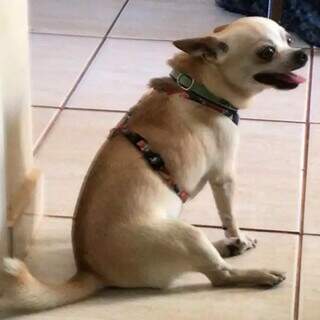 Tutora viaja, c&atilde;o de estima&ccedil;&atilde;o desaparece no Aero Rancho e fam&iacute;lia pede ajuda