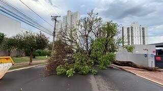 Rajadas de 55 km/h destroem fachada de lanchonete, postes, &aacute;rvores e muro