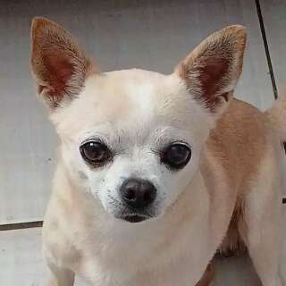 Tutora viaja e c&atilde;o de estima&ccedil;&atilde;o desaparece no Aero Rancho; fam&iacute;lia pede ajuda