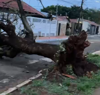 Rajadas de 55 km/h destroem fachada de lanchonete, postes, &aacute;rvores e muro