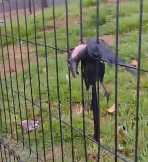 For&ccedil;a do vento mata anu preso em grade durante temporal em Campo Grande