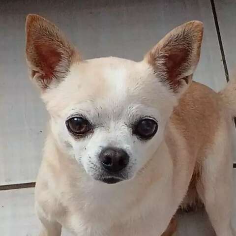 Tutora viaja, c&atilde;o de estima&ccedil;&atilde;o desaparece no Aero Rancho e fam&iacute;lia pede ajuda