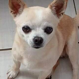 Tutora viaja, c&atilde;o de estima&ccedil;&atilde;o desaparece no Aero Rancho e fam&iacute;lia pede ajuda