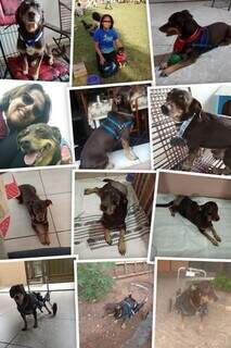 Márcia recusou a eutanásia e devolveu a alegria ao 'aumigo' Juca Márcia recusou a eutanásia e devolveu a alegria ao 'aumigo' Juca