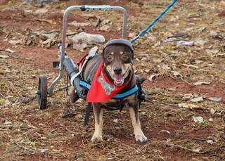 Márcia recusou a eutanásia e devolveu a alegria ao 'aumigo' Juca Márcia recusou a eutanásia e devolveu a alegria ao 'aumigo' Juca
