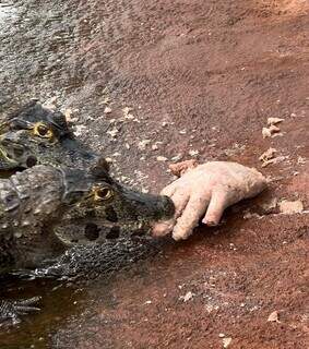 Bioparque leva Halloween a s&eacute;rio e alimenta jacar&eacute;s com &quot;m&atilde;o ensanguentada&quot;