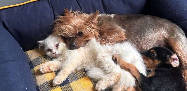 Cadela Yorkshire desaparece e deixa crian&ccedil;a em desespero no Tiradentes