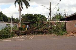 Moradores do Universit&aacute;rio enfrentam bloqueios ap&oacute;s queda de &aacute;rvores e poste