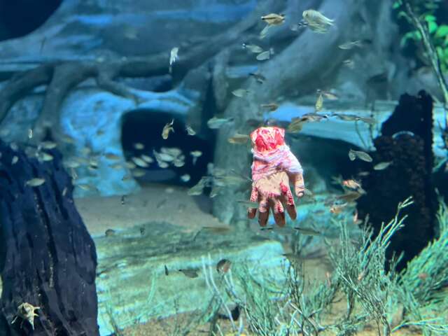 Bioparque leva Halloween a s&eacute;rio e alimenta jacar&eacute;s com &quot;m&atilde;o ensanguentada&quot;