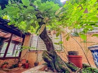 Inspirado na Europa, Raí transformou quintal em vinhedo urbano Inspirado na Europa, Raí transformou quintal em vinhedo urbano