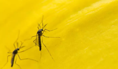 MS sai da lista dos piores estados para dengue ap&oacute;s aposta em &ldquo;mosquito do bem&rdquo;