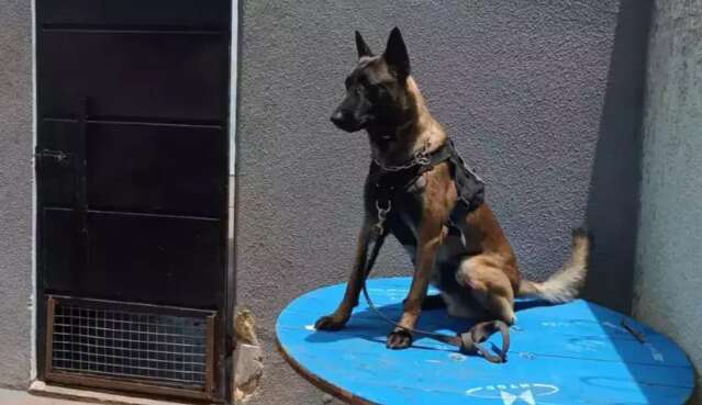 Comunidade banca at&eacute; canil para crimes diminu&iacute;rem na regi&atilde;o da Mata do Jacinto