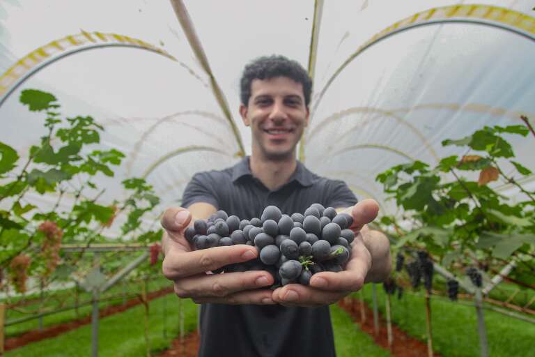 Inspirado na Europa, Raí transformou quintal em vinhedo urbano