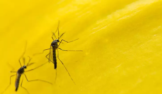 MS sai da lista dos piores estados para dengue após aposta em “mosquito do bem” MS sai da lista dos piores estados para dengue após aposta em “mosquito do bem”