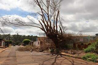 Moradores do Universit&aacute;rio enfrentam bloqueios ap&oacute;s queda de &aacute;rvores e poste
