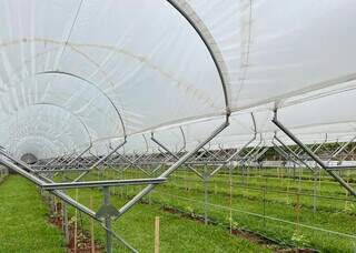 Inspirado na Europa, Raí transformou quintal em vinhedo urbano Inspirado na Europa, Raí transformou quintal em vinhedo urbano