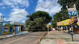 Avenida amanhece interditada ap&oacute;s temporal derrubar &aacute;rvore de grande porte