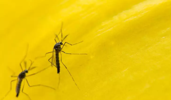 MS sai da lista dos piores estados para dengue ap&oacute;s aposta em &ldquo;mosquito do bem&rdquo;