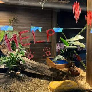 Bioparque leva Halloween a s&eacute;rio e alimenta jacar&eacute;s com &quot;m&atilde;o ensanguentada&quot;