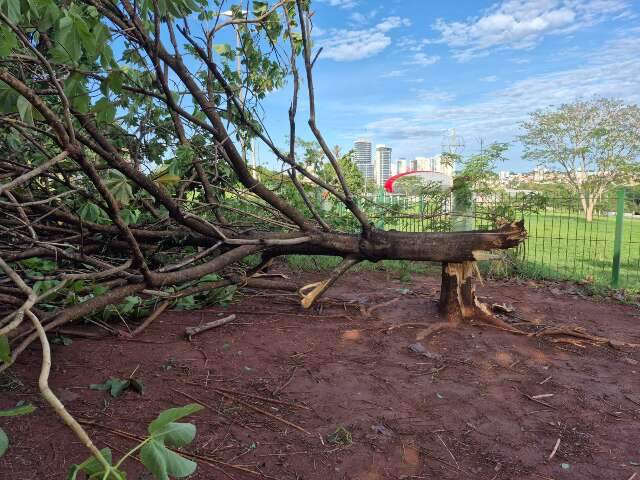 Balan&ccedil;o parcial: 14 &aacute;rvores ca&iacute;ram e 20% dos im&oacute;veis seguem sem energia
