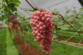 Inspirado na Europa, Raí transformou quintal em vinhedo urbano Inspirado na Europa, Raí transformou quintal em vinhedo urbano