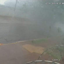 Avenida amanhece interditada depois de temporal derrubar &aacute;rvore de grande porte