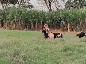 Cena simples de menina apartando ovelhas encanta milh&otilde;es na internet