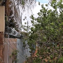 Ap&oacute;s temporal, &aacute;rvores e poste caem e bloqueiam ruas no Bairro Universit&aacute;rio