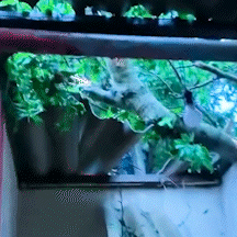 &Aacute;rvore cai sobre resid&ecirc;ncia durante chuva intensa e destr&oacute;i telhado