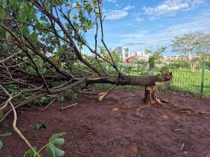 Balan&ccedil;o parcial: 14 &aacute;rvores ca&iacute;ram e 20% dos im&oacute;veis seguem sem energia