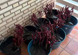 Inspirado na Europa, Raí transformou quintal em vinhedo urbano Inspirado na Europa, Raí transformou quintal em vinhedo urbano