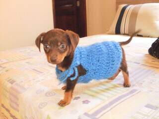 Márcia recusou a eutanásia e devolveu a alegria ao 'aumigo' Juca Márcia recusou a eutanásia e devolveu a alegria ao 'aumigo' Juca