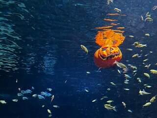 Bioparque leva Halloween a s&eacute;rio e alimenta jacar&eacute;s com &quot;m&atilde;o ensanguentada&quot;
