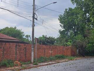 Balanço parcial: 14 árvores caíram e 20% dos imóveis seguem sem energia Balanço parcial: 14 árvores caíram e 20% dos imóveis seguem sem energia